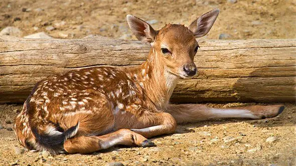 به حیوانات غذارسانی نکنید / خطر مرگ حیات وحش با این اقدام!