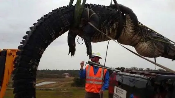 کروکودیل غول پیکر به دام افتاد + فیلم 