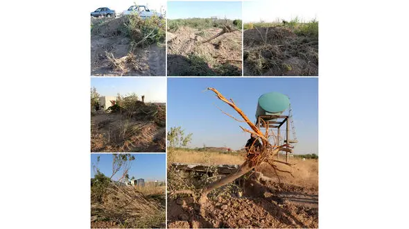 1000 درخت میوه در رباط کریم فدای اختلافات شخصی شد + عکس