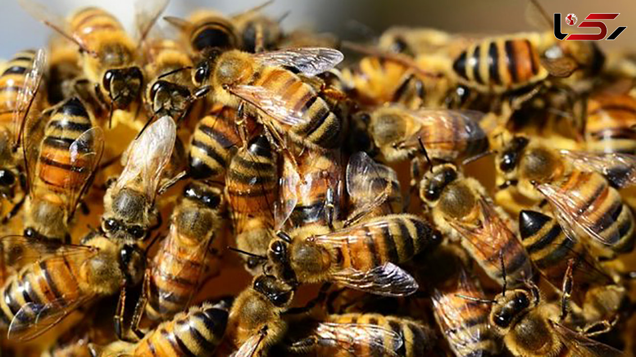 خواص نیش زنبور عسل چیست؟