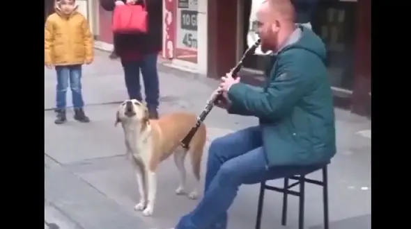 فیلم همخوانی سگ با قره نی زن / همه محو او شدند / جل الخالق!