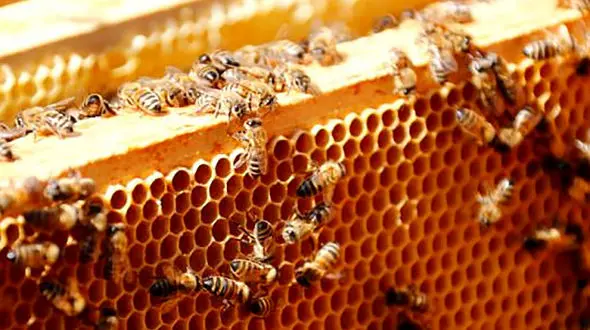 ببینید/ تجمع زنبورهای عسل روی کندو + فیلم