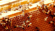 ببینید/ تجمع زنبورهای عسل روی کندو + فیلم