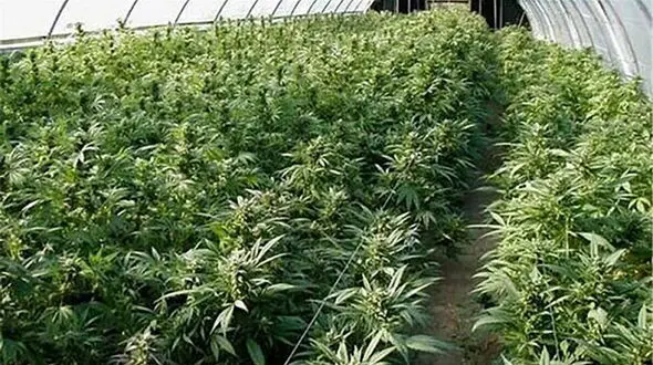 مجازات کاشت ماریجوانا در ایران + جزییات