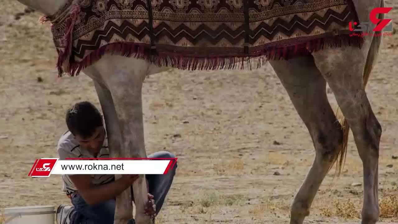 جفت گیری اسب با اسب