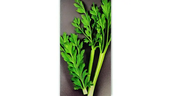 خواص آب کرفس در لاغری + طرز تهیه 