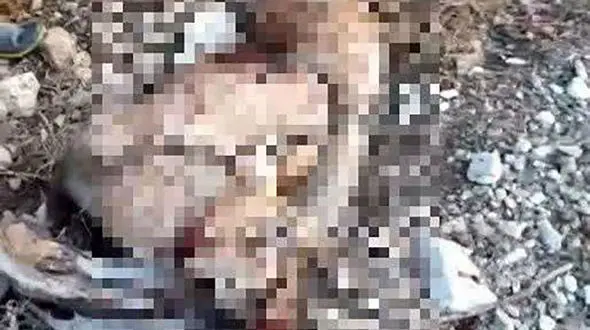 رئیس پارک ملی گلستان: کشف لاشه کل وحشی از شکارچیان غیرمجاز / پرونده قضایی برای متخلفان تشکیل شد