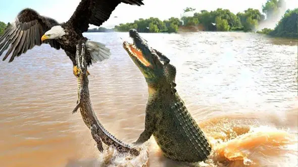 انتقام شگفت انگیز تمساح مادر از عقاب ! + فیلم دیدنی از حیات وحش