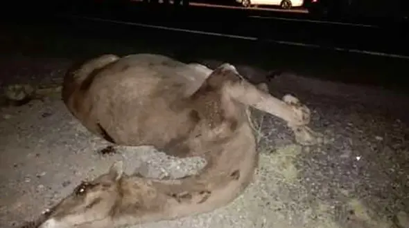 تصادف شتر با موتور 2 کشته داد