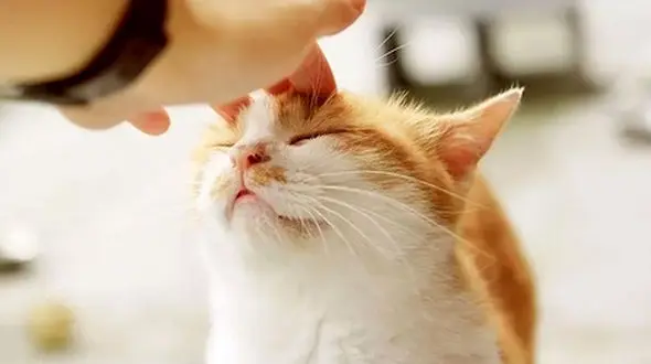 کتک زدن به روش گربه 