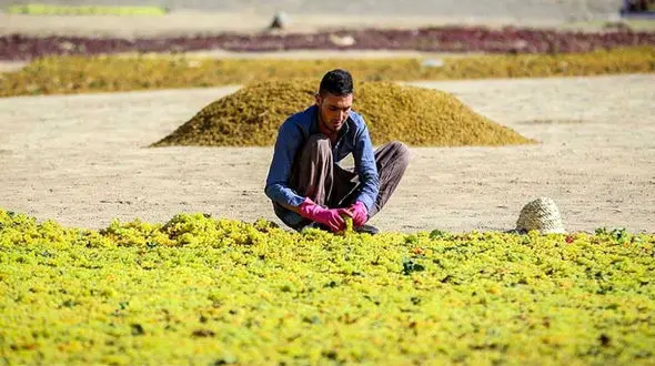 تصاویری جذاب از برداشت انگور در ملایر
