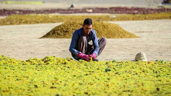تصاویری جذاب از برداشت انگور در ملایر