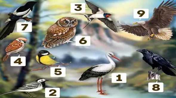 تست : یک پرنده را انتخاب کنید / همه رازهایتان فاش می شود!