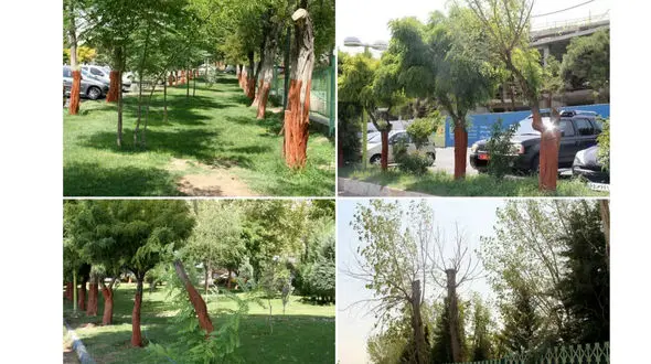 درختان باشگاه انقلاب کجاست؟ / امانی: از طریق دادگاه تجدید نظر پیگیر هستیم + فیلم