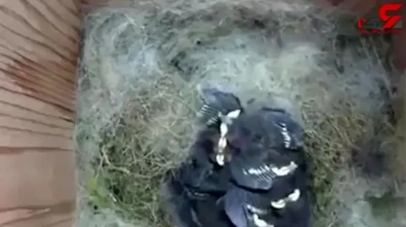 از مراحل رشد لانه سازی تا پرواز جوجه ها+فیلم