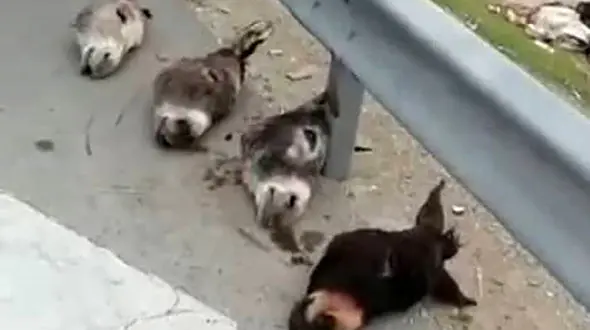 فیلم رها شدن سرهای بریده شده الاغ ها در خیابان کارگر تبریز / باز هم تکرار شد