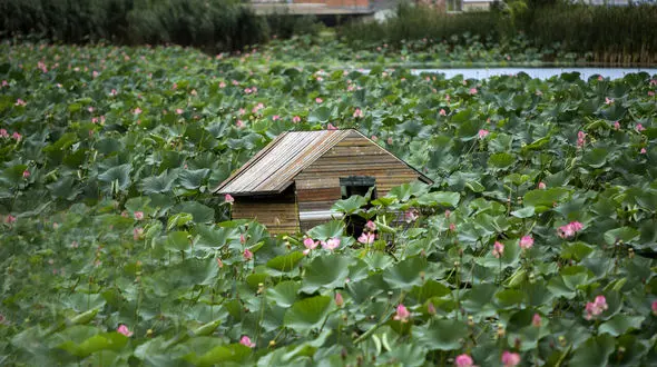 تالاب نیلوفر مازندران در لیست آثار ملی کشور به ثبت رسید