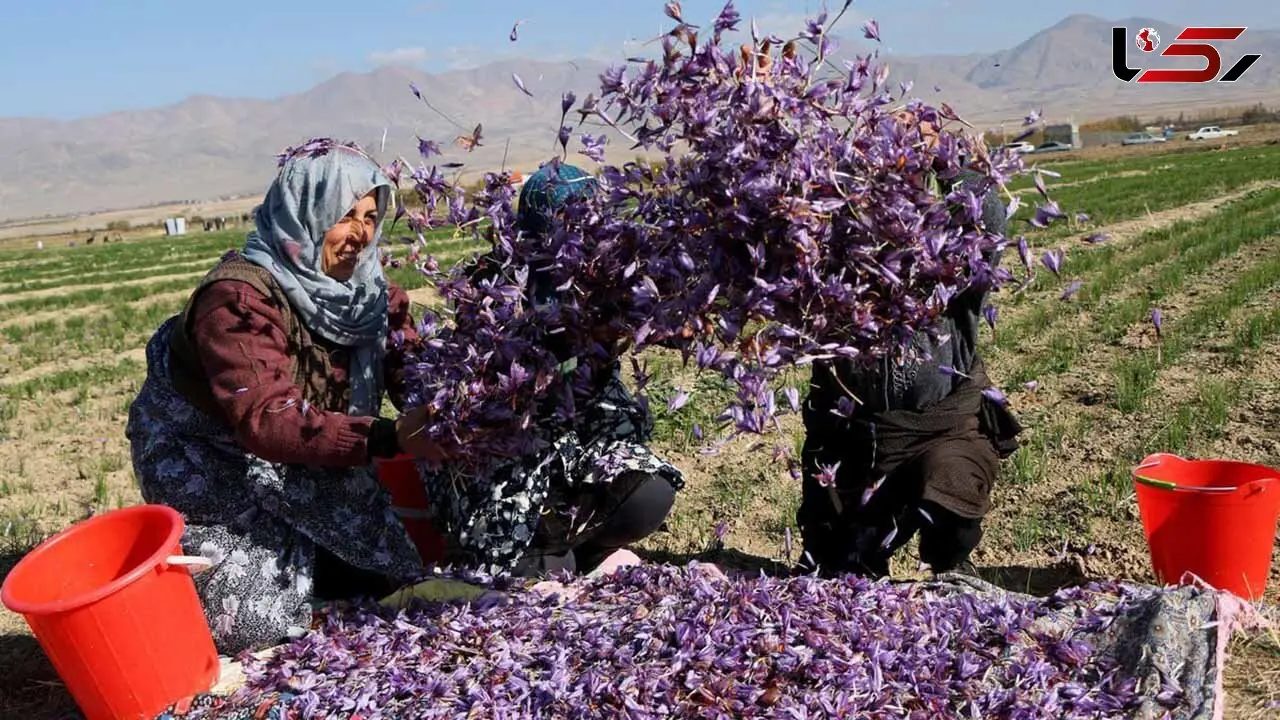 پول صادرات زعفران ایرانی در جیب طالبان