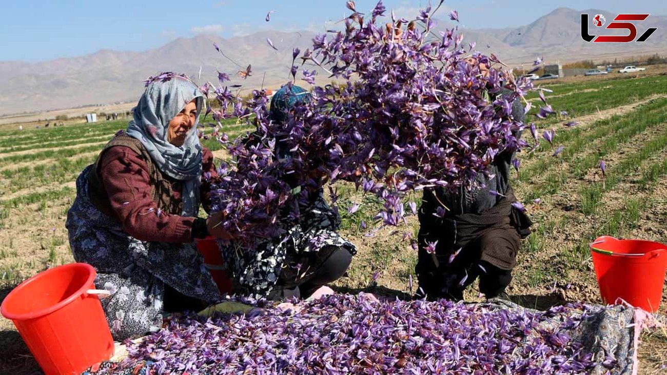 پول صادرات زعفران ایرانی در جیب طالبان