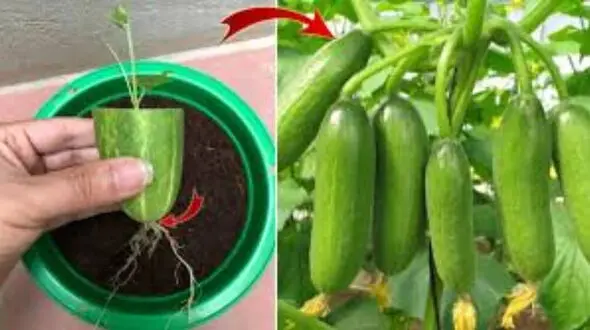 آموزش کامل کاشت خیار در گلدان، باغچه و مزرعه از بذر تا برداشت / سوالات متداول