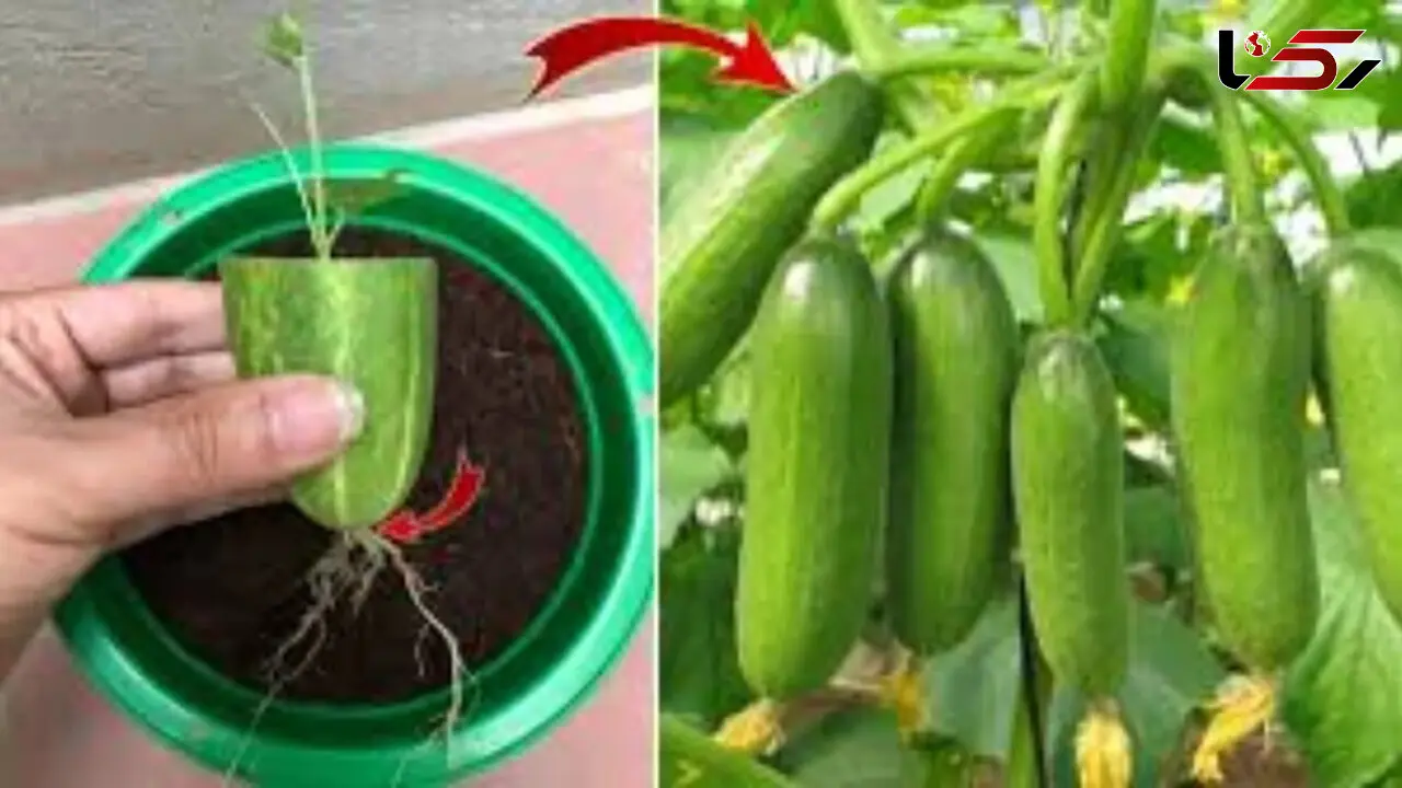 آموزش کامل کاشت خیار در گلدان، باغچه و مزرعه از بذر تا برداشت / سوالات متداول