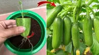 آموزش کامل کاشت خیار در گلدان، باغچه و مزرعه از بذر تا برداشت / سوالات متداول