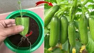 آموزش کامل کاشت خیار در گلدان، باغچه و مزرعه از بذر تا برداشت / سوالات متداول