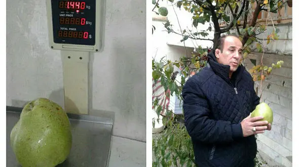 سنگین ترین گلابی  با وزن یک کیلو و 440 گرم در اردبیل