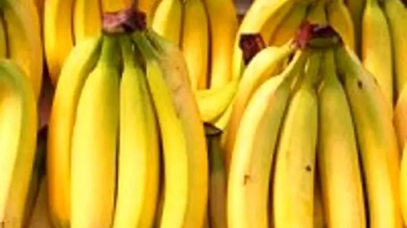 این موزهای قاتل دو ساعته شما را می کشند + عکس