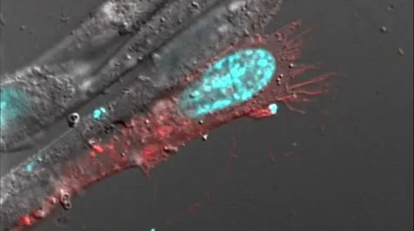 ژن ضدپیری کشف شد