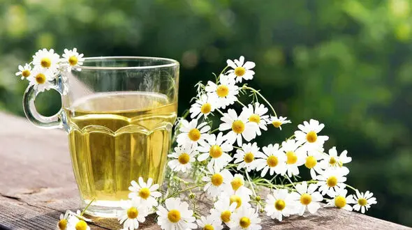 خواص معجزه آسای بابونه گاوی در ایام کرونا