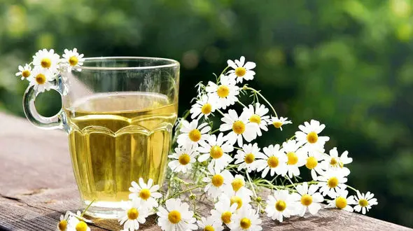 آیا خانم‌ های باردار می‌توانند بابونه مصرف کنند؟