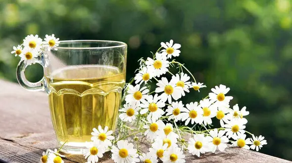 خواص معجزه آسای بابونه گاوی در ایام کرونا