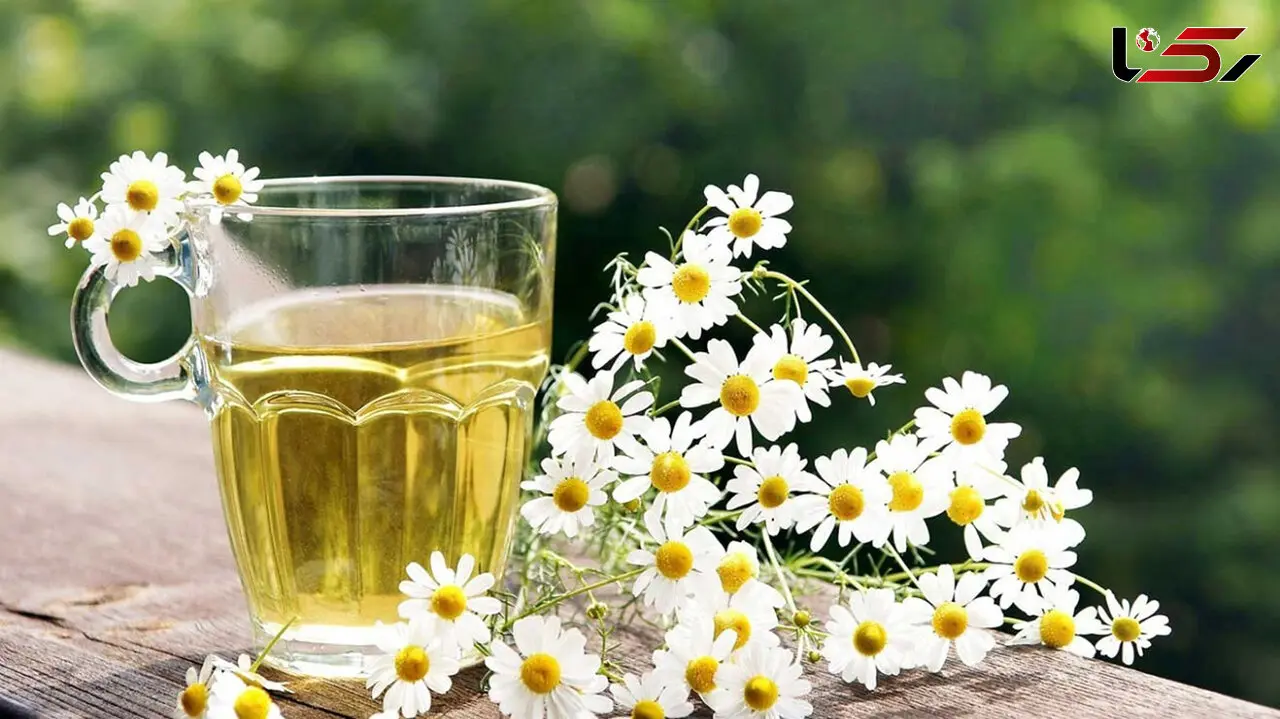 آیا خانم‌ های باردار می‌توانند بابونه مصرف کنند؟