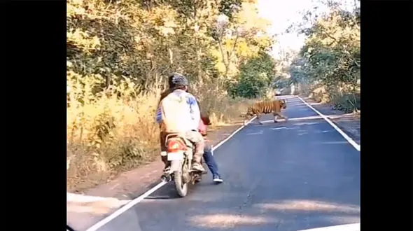 ببینید / فرار جالب دو موتور سوار پس از دیدن یک ببر غول پیکر وسط جاده + فیلم