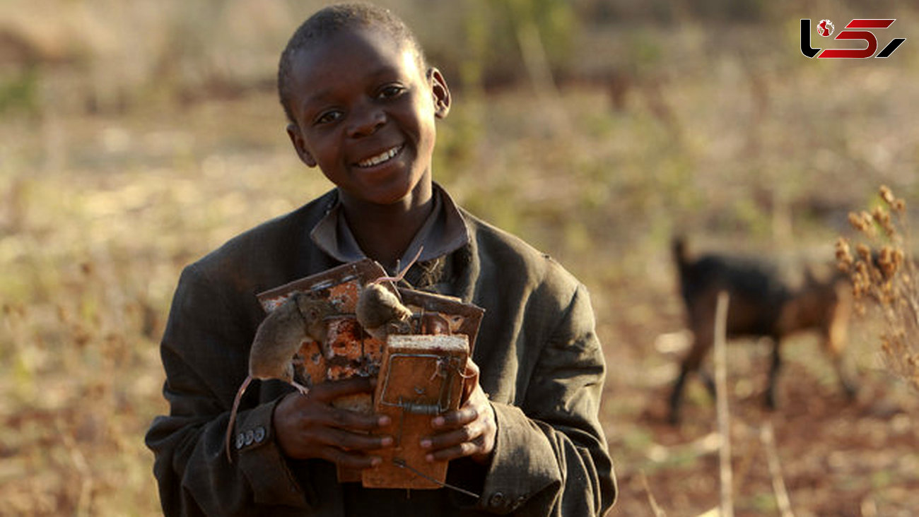 تصاویر شگفت انگیز  شکار موش ها توسط کودکان زیمباوه ای +تصاویر