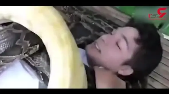 ماساژ درمانی با مارهای غول پیکر!+فیلم