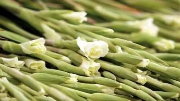 تولید 6 میلیون شاخه گل گلایول در استان بوشهر