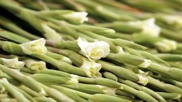 تولید 6 میلیون شاخه گل گلایول در استان بوشهر