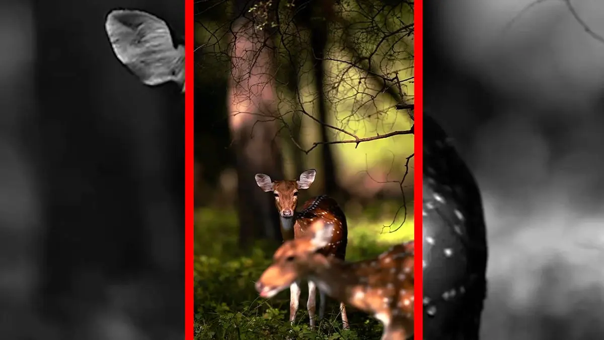 فیلم نمای خیره کننده آهو در دل جنگل