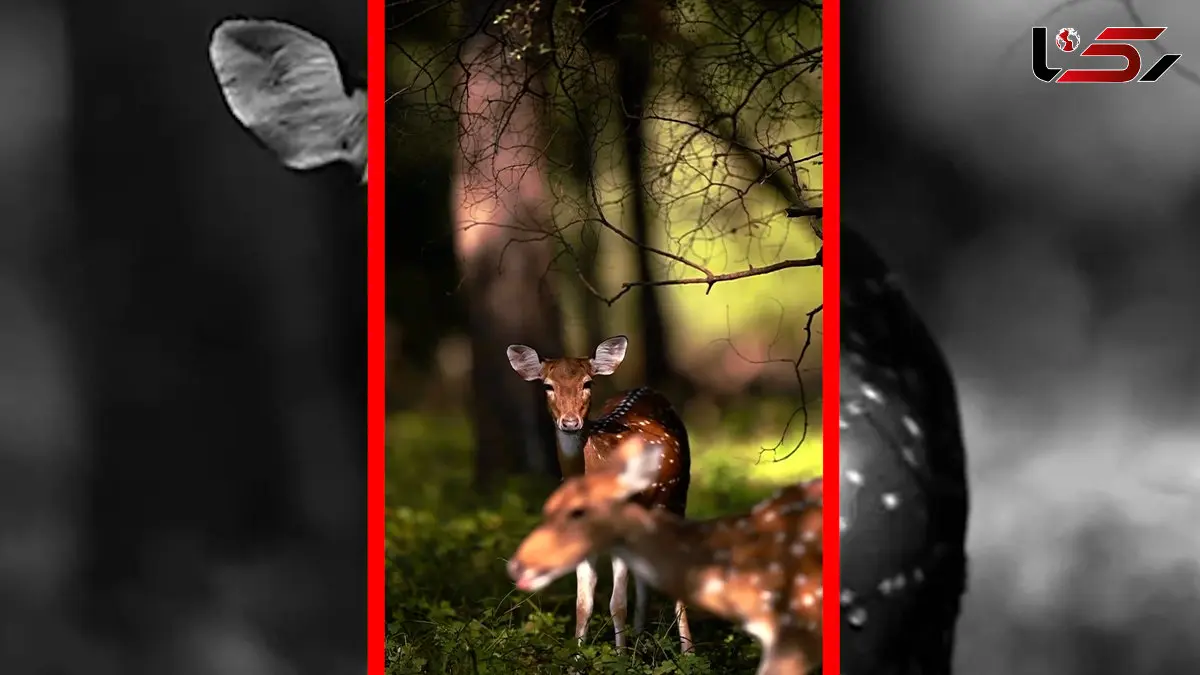 فیلم نمای خیره کننده آهو در دل جنگل