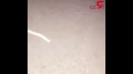 فیلم موجود عجیبی که در سیلاب خوزستان کشف شد
