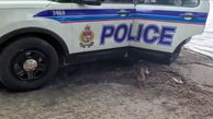 فیلم لحظه نجات یک اردک و جوجه هایش توسط پلیس !