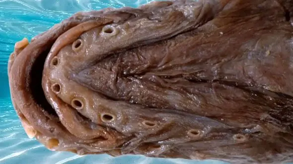 کشف راز ماهی پنهان شده در تاریکی برای 36 سال!