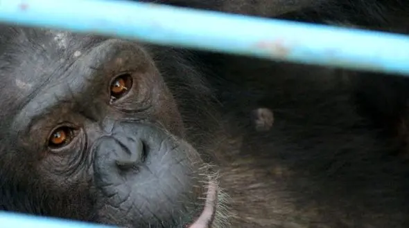 ۸ شامپانزه‌ در زندان های انفرادی ارم ! / حیوان آزاری بس است!+ عکس های تکاندهنده