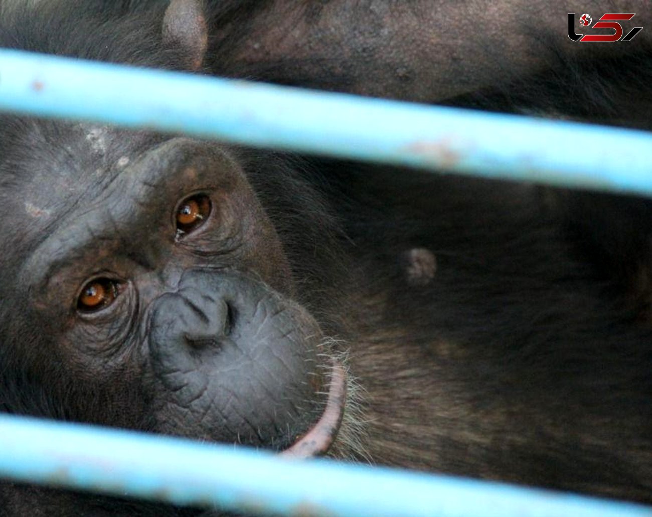 ۸ شامپانزه‌ در زندان های انفرادی ارم ! / حیوان آزاری بس است!+ عکس های تکاندهنده