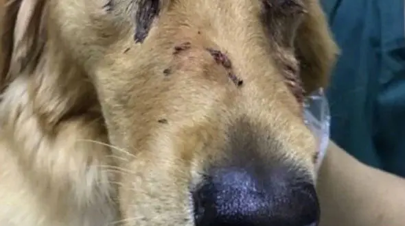 فیلم سگ کشی پسر جوان / او را می شناسید؟! + عکس و فیلم