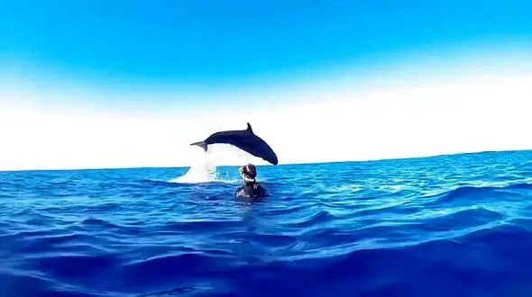 صحنه نادر شیرجه زدن نهنگ دندان‌کلفت در میان غواصان استرالیایی + فیلم و عکس