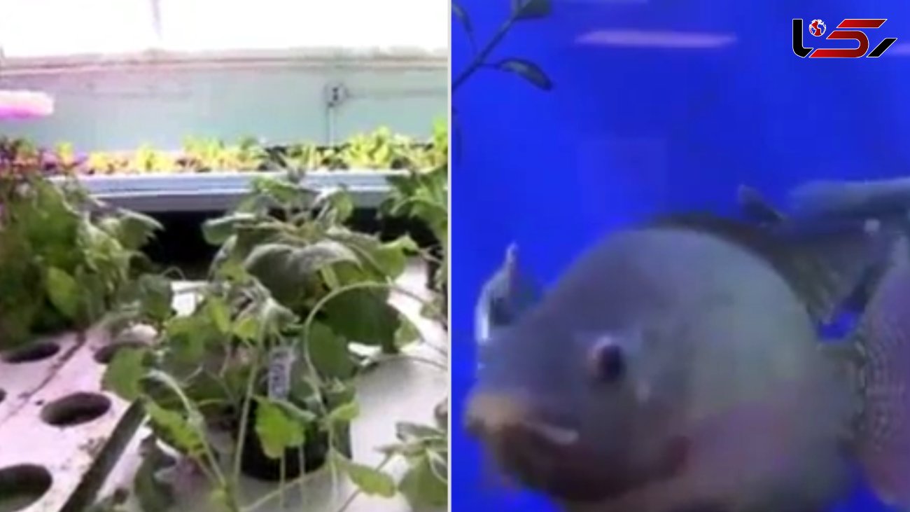 رشد بیشتر گیاهان در مجاورت ماهی ها + فیلم