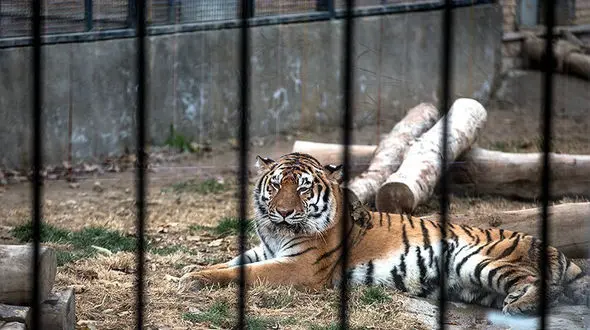  واکنش مالک باغ وحش مشهد به ناپدید‌شدن ۸ ببر: "نمی‌دانم چند ببر در باغ وحش داریم!" 